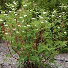 Redtwig dogwood