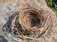 empty bird's nest